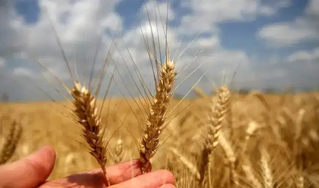 Milyonlarca çiftçinin heyecanla beklediği hasat sezonu yaklaşırken gözler Toprak Mahsulleri