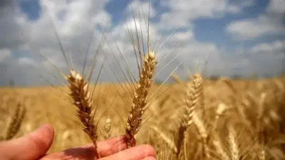 Milyonlarca çiftçinin heyecanla beklediği hasat sezonu yaklaşırken gözler Toprak Mahsulleri