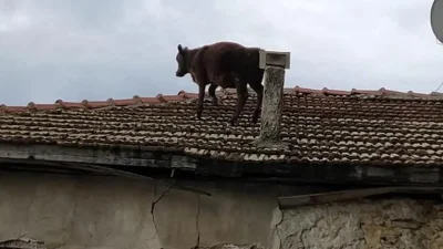 Bursa’nın Osmangazi ilçesinde sahibinin elinden kaçarak sokakları birbirine katan öfkeli