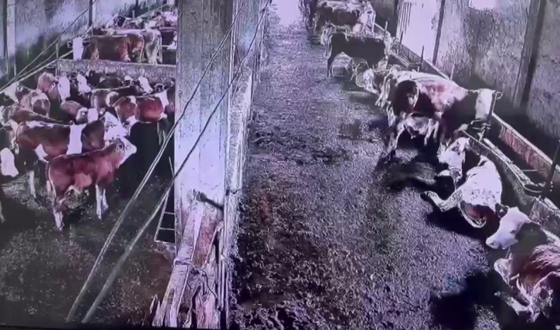 Sivas’ın Gürün ilçesinde meydana gelen 2.9 büyüklüğündeki sarsıntı vatandaşlar tarafından