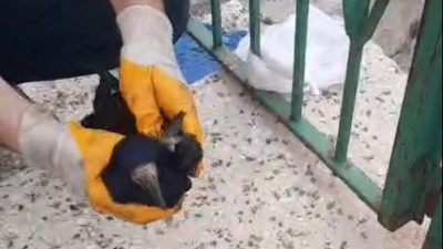 Bayburt’ta yürekleri ısıtan bir kurtarma operasyonu gerçekleşti. Küçük Abdülkerim’in dikkati