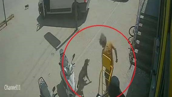 Antalya’nın Konyaaltı ilçesinde bir marketin önünde uyuyan kedi ve köpeğe