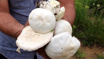 Erzincan’ın sarp dağlarında baharın gelişiyle birlikte toprak altından çıkan ve