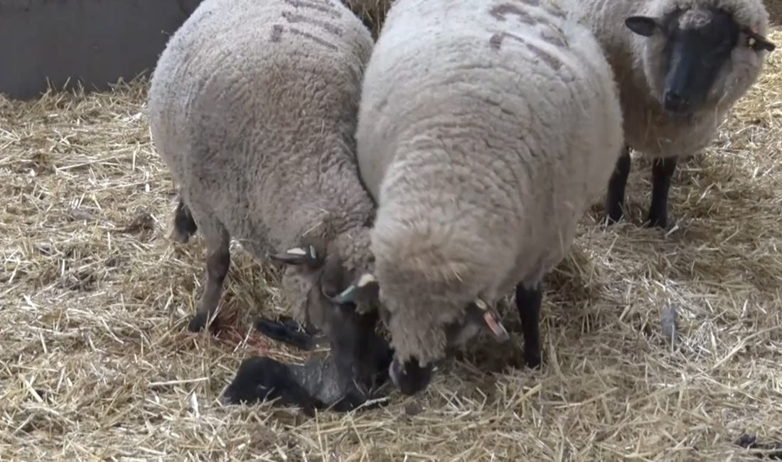Balıkesir’deki bir hayvancılık işletmesinde dünyaya gelen Merinos cinsi kuzu, iki