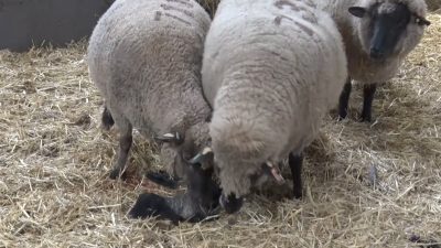 Balıkesir’deki bir hayvancılık işletmesinde dünyaya gelen Merinos cinsi kuzu, iki
