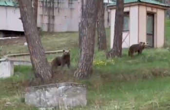 Kars’ın Sarıkamış ilçesinde doğanın vahşi sakinleri ile insanların yolları hiç