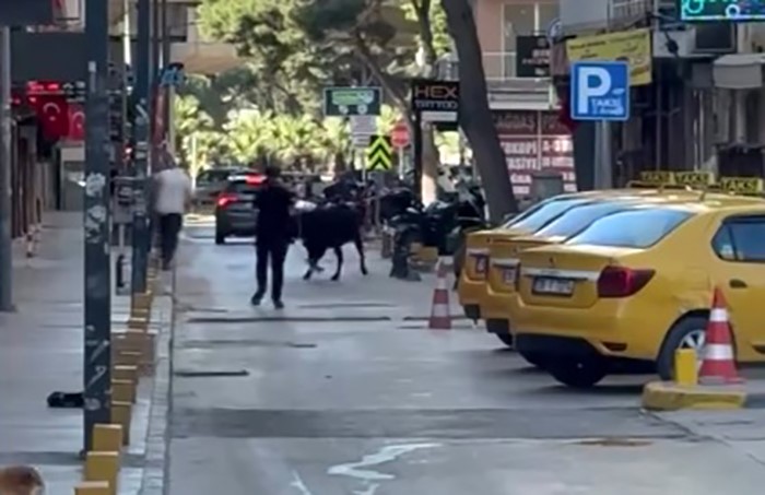 İzmir’in en kalabalık noktalarından biri olan Bornova Küçükpark’ta, sahibinin elinden