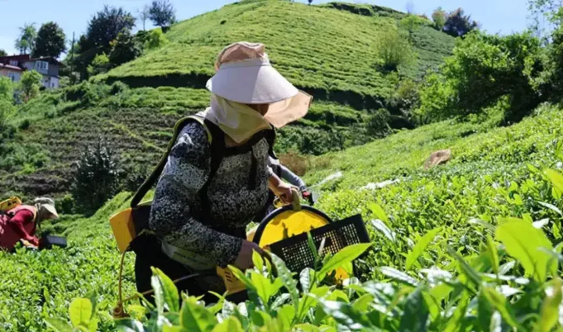 Doğu Karadeniz’deki ziraat odaları, yaklaşan yaş çay hasat dönemi öncesinde