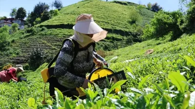 Doğu Karadeniz’deki ziraat odaları, yaklaşan yaş çay hasat dönemi öncesinde