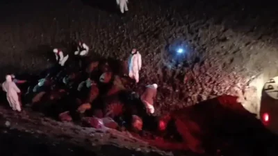 Iğdır’da meralarda otlayan koyun sürüsünün arı saldırısına uğraması sonucu yaşanan