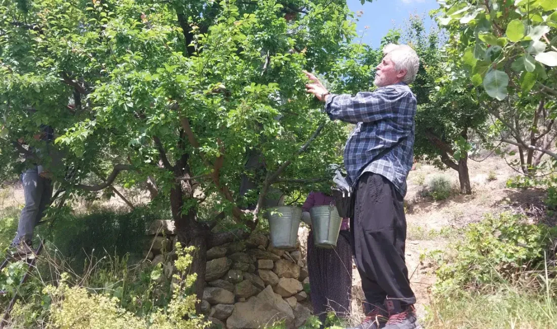 Türkiye’nin önemli yaş sebze ve meyve üretim merkezlerinden Mersin’in Mut