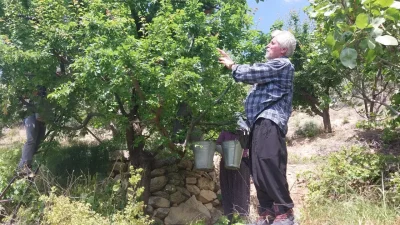 Türkiye’nin önemli yaş sebze ve meyve üretim merkezlerinden Mersin’in Mut