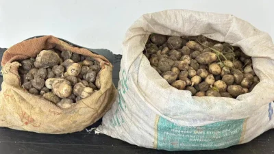 Tunceli’de nesli tehlike altında olan salep soğanlarını kaçak yollarla toplayan