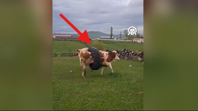 Kars’ta meradan dönen bir ineğin gövdesine sıkışan traktör lastiği, köy