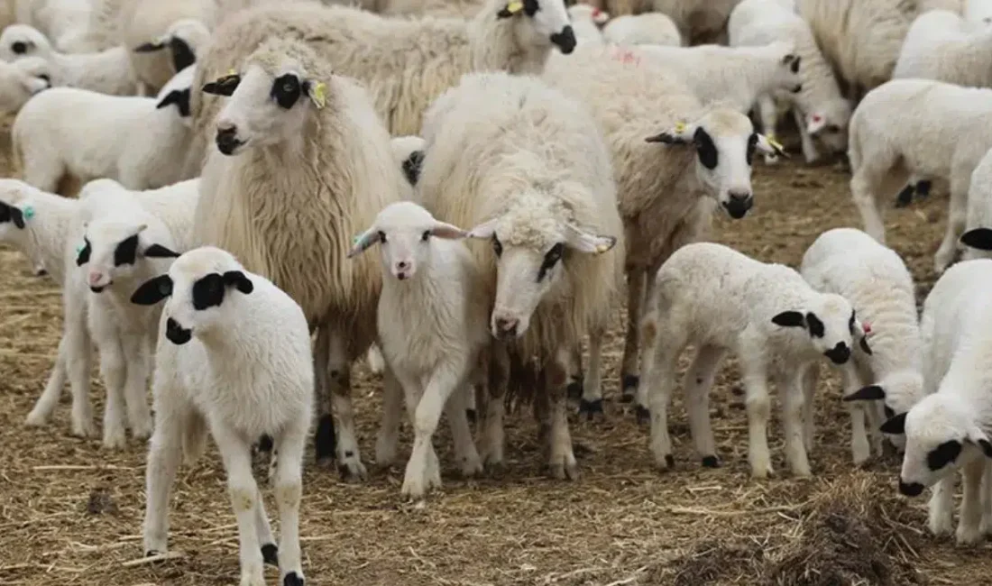 Tarım İşletmeleri Genel Müdürlüğü (TİGEM), mülkiyetinde bulunan 420 adet reforme