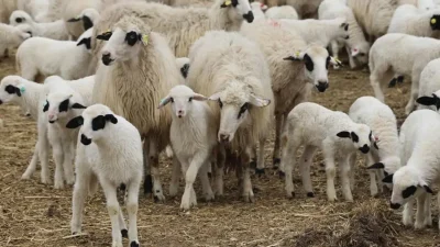 Tarım İşletmeleri Genel Müdürlüğü (TİGEM), mülkiyetinde bulunan 420 adet reforme