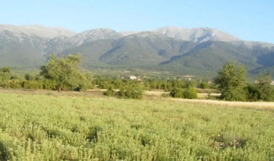 Hatay’ın Samandağ ilçesinde kekik toplamak amacıyla dağlık araziye çıkan yaşlı
