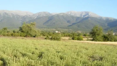Hatay’ın Samandağ ilçesinde kekik toplamak amacıyla dağlık araziye çıkan yaşlı