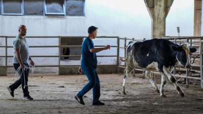 Kurban Bayramı’na sayılı günler kala, Antalya’da kaçan büyükbaş ve küçükbaş