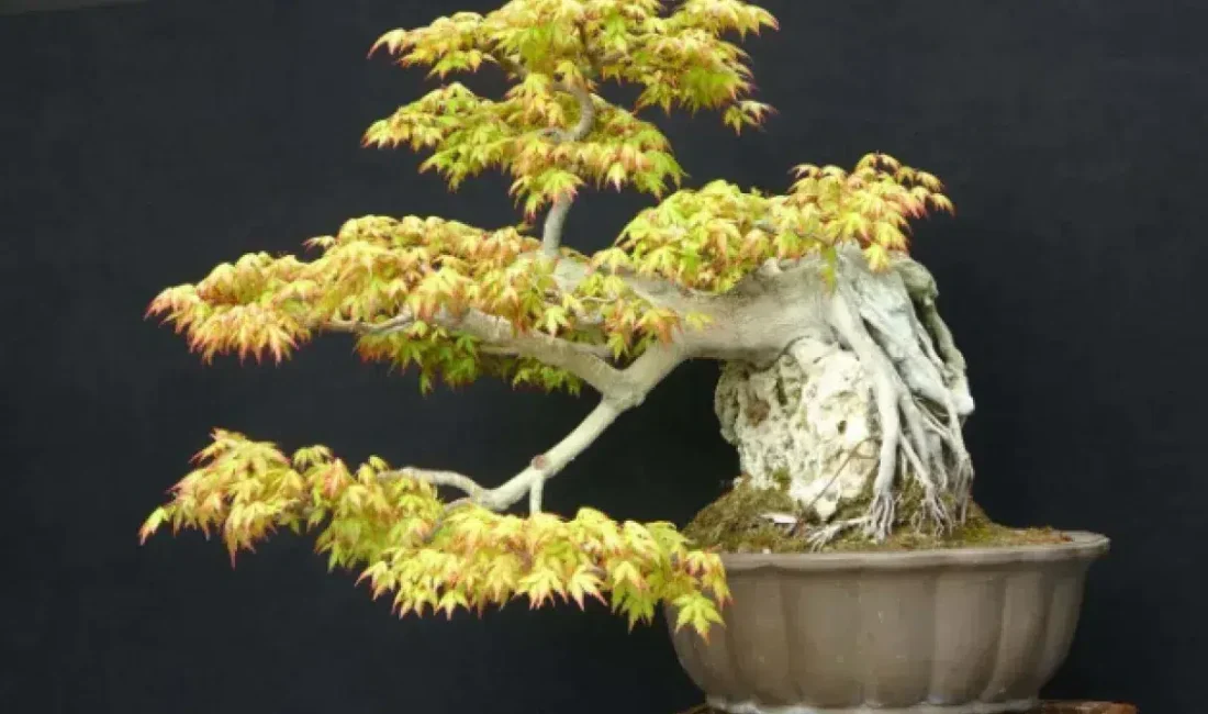 Kocaeli’de görücüye çıkan bonsai ağaçları hem estetik görünümleri hem de