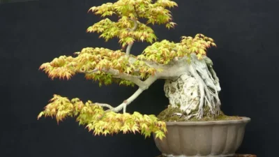 Kocaeli’de görücüye çıkan bonsai ağaçları hem estetik görünümleri hem de