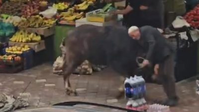 Iğdır’da sahibinin elinden kaçarak çarşı merkezine dalan manda, kaldırımda yürüyen