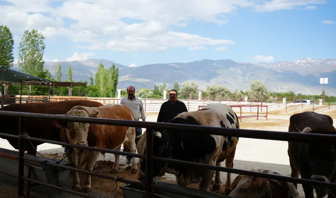 Kurban Bayramı’na sayılı günler kala Erzincan’da hayvan pazarları hareketlendi. Hem