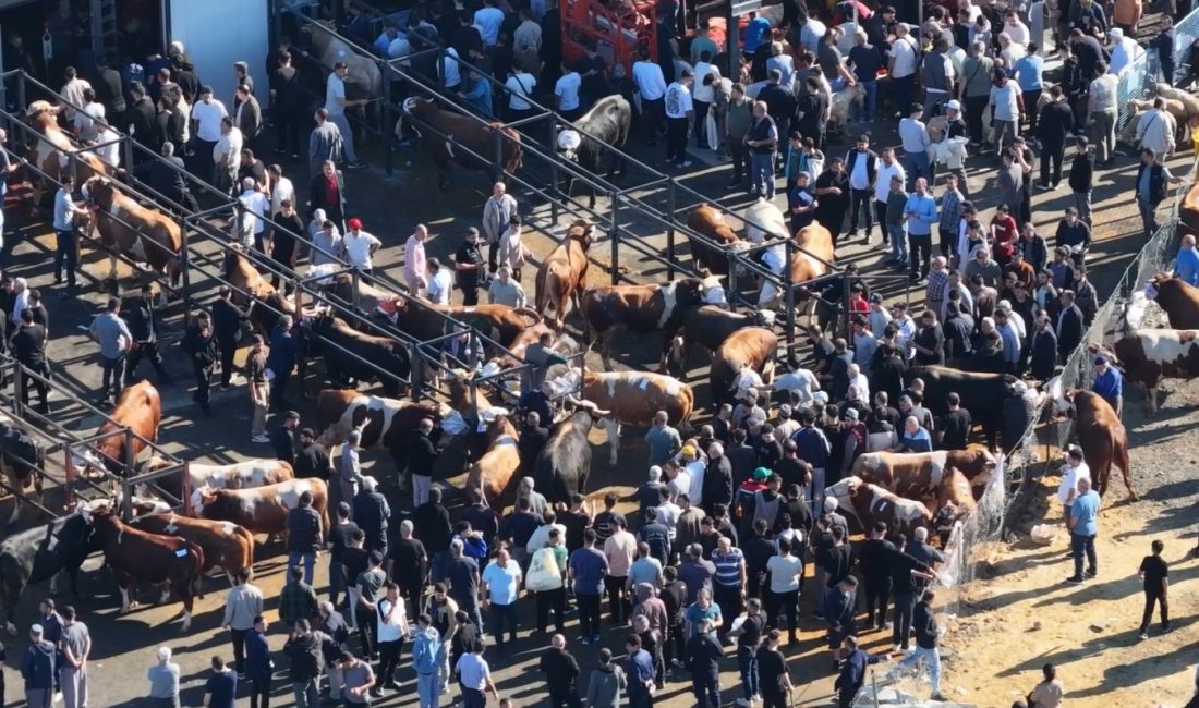 Kurban Bayramı’nın ilk gününde İstanbul genelindeki kurban satış ve kesim