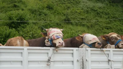 Kocaeli’nin Başiskele ilçesinde Yuvacık Barajı’ndaki suyun kontrollü tahliyesi sonrası Kiraz