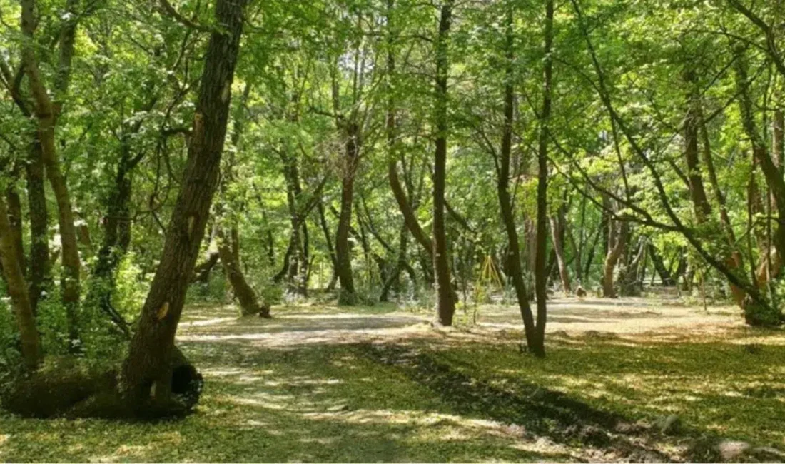 Muğla’da yaz aylarının gelmesiyle birlikte orman yangınlarına karşı en üst