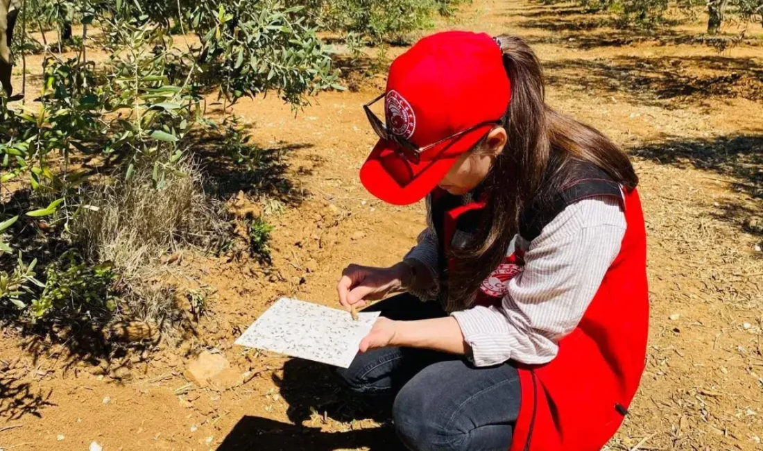Manisa’nın Salihli ilçesinde zeytin ağaçlarını tehdit eden halkalı leke hastalığı