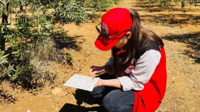 Manisa’nın Salihli ilçesinde zeytin ağaçlarını tehdit eden halkalı leke hastalığı
