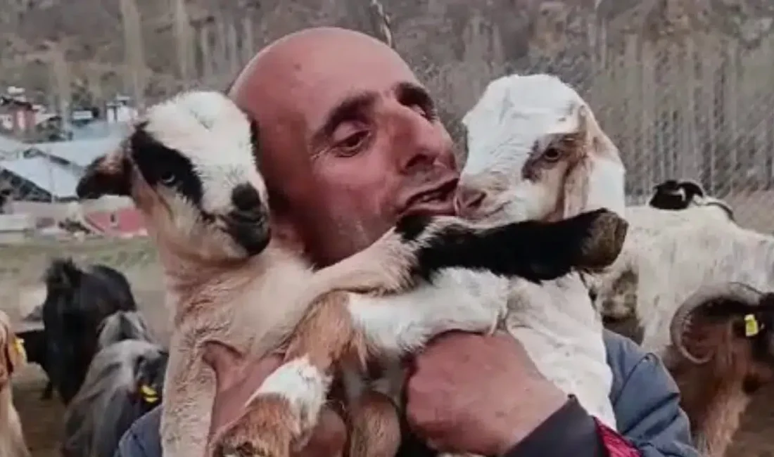 Erzurum’un Tortum ilçesinde hayvancılıkla ekmeğini kazanan Şahin Dürlü’nün yeni dünyaya