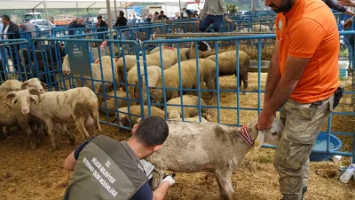 Bilecik’te yaklaşan Kurban Bayramı öncesinde kurban pazarında daha önce benzerine