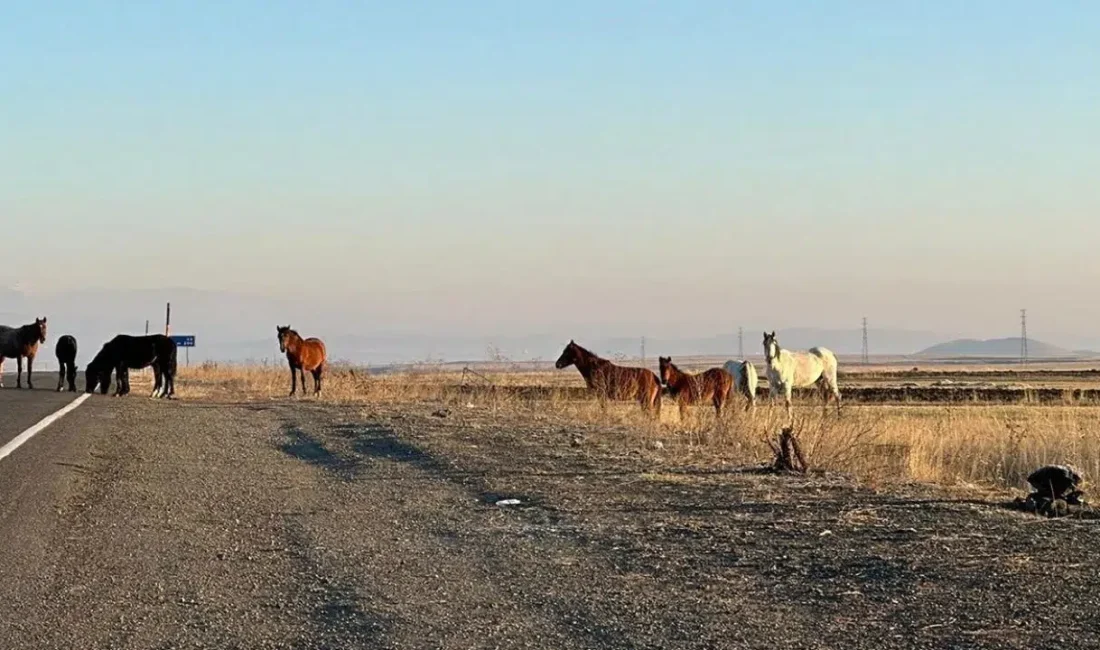 Tekirdağ’ın Çerkezköy ilçesinde D-567 karayolunda başıboş atların aniden yola çıkmasıyla