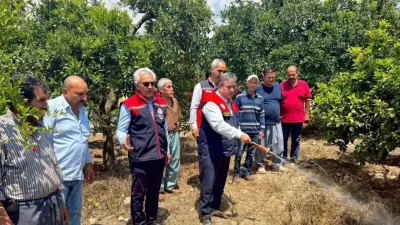 Mersin’de tarımsal üretimin en büyük tehditlerinden biri olan Akdeniz meyve