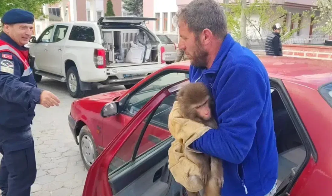 Yozgat’ın Sarıkaya ilçesinde vatandaşlar tarafından köy yolunda bulunan başıboş maymun