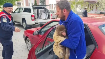 Yozgat’ın Sarıkaya ilçesinde vatandaşlar tarafından köy yolunda bulunan başıboş maymun
