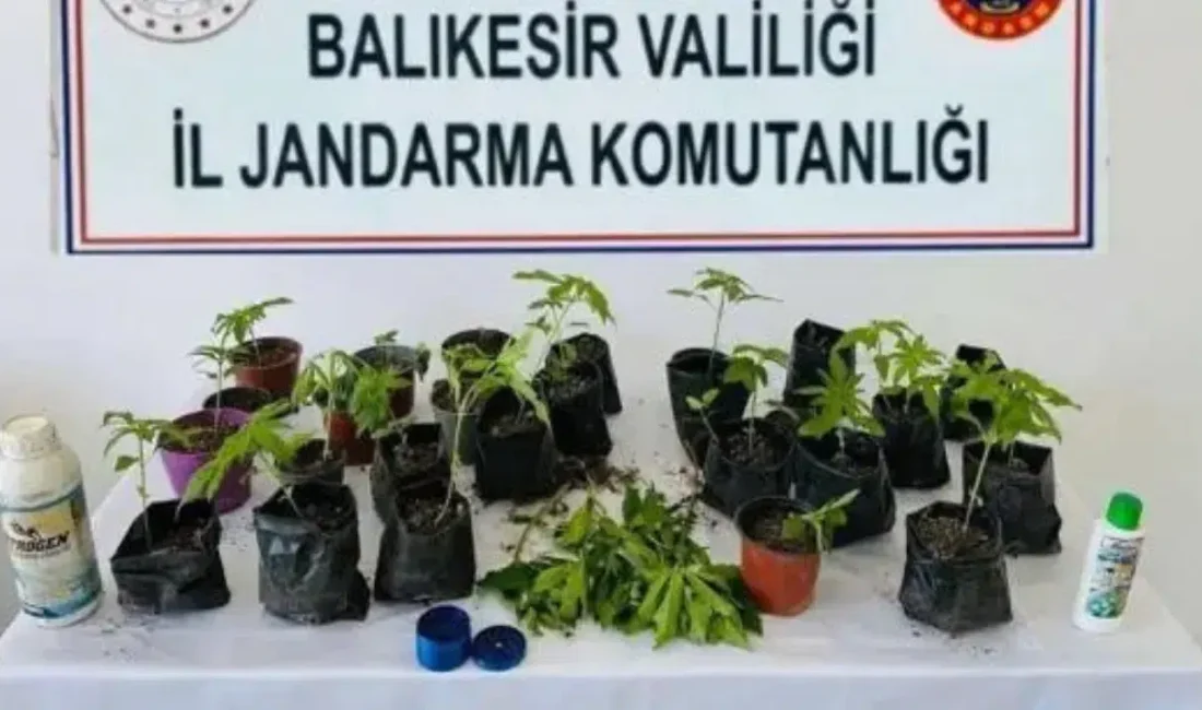 Balıkesir’in Erdek ilçesinde yasa dışı ekim yapıldığına dair istihbaratı değerlendiren