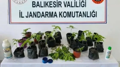 Balıkesir’in Erdek ilçesinde yasa dışı ekim yapıldığına dair istihbaratı değerlendiren