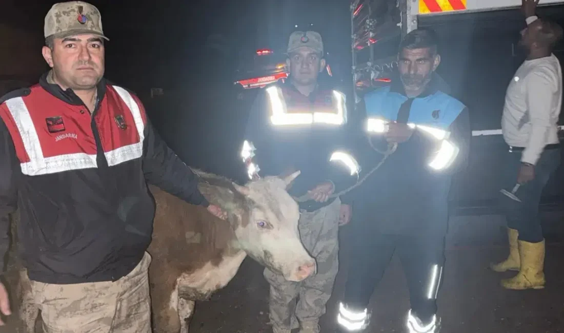 Şanlıurfa’nın Siverek ilçesinde ahırdan çalınan büyükbaş hayvan, jandarma ekiplerinin gerçekleştirdiği