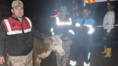 Şanlıurfa’nın Siverek ilçesinde ahırdan çalınan büyükbaş hayvan, jandarma ekiplerinin gerçekleştirdiği