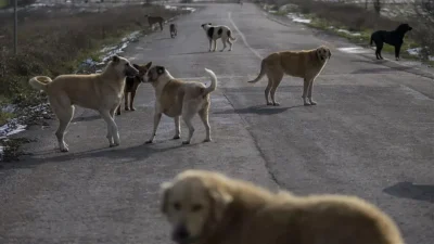İstanbul Valisi Davut Gül, megakentteki sahipsiz hayvanların toplanma sürecine dair