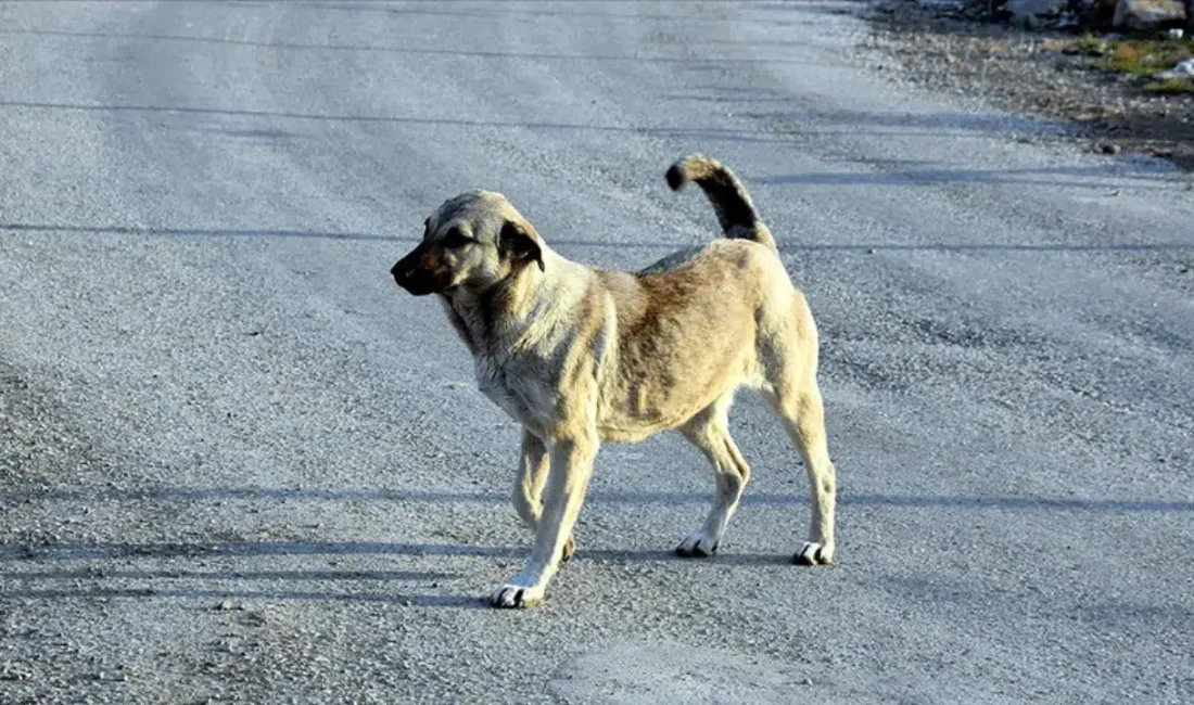 Van’ın Muradiye ilçesinde sahipsiz köpeklerin saldırısına uğrayarak hastaneye kaldırılan 11