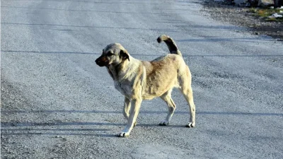 Van’ın Muradiye ilçesinde sahipsiz köpeklerin saldırısına uğrayarak hastaneye kaldırılan 11