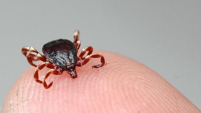 Kastamonu’nun Daday ilçesinde katıldığı bir cenaze töreni sırasında vücuduna kene