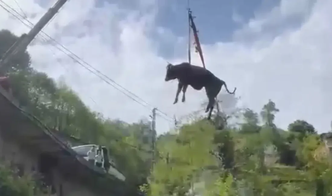 Rize’nin Güneysu ilçesinde sahibinin elinden kaçarak çay bahçelerinden aşağı süzülen