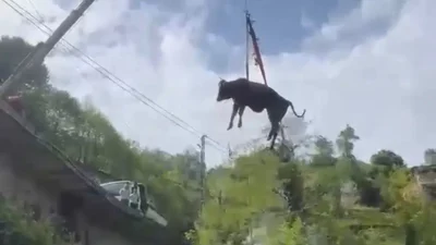 Rize’nin Güneysu ilçesinde sahibinin elinden kaçarak çay bahçelerinden aşağı süzülen