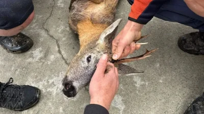 Artvin’in Arhavi ilçesinde bulunan Kapisre Deresi’nin hırçın sularında mahsur kalan