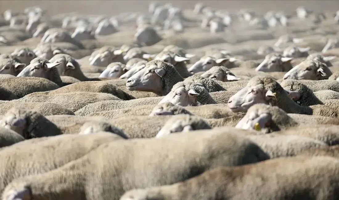 Tarım İşletmeleri Genel Müdürlüğü bünyesindeki 400 adet morkaraman ırkı reforme